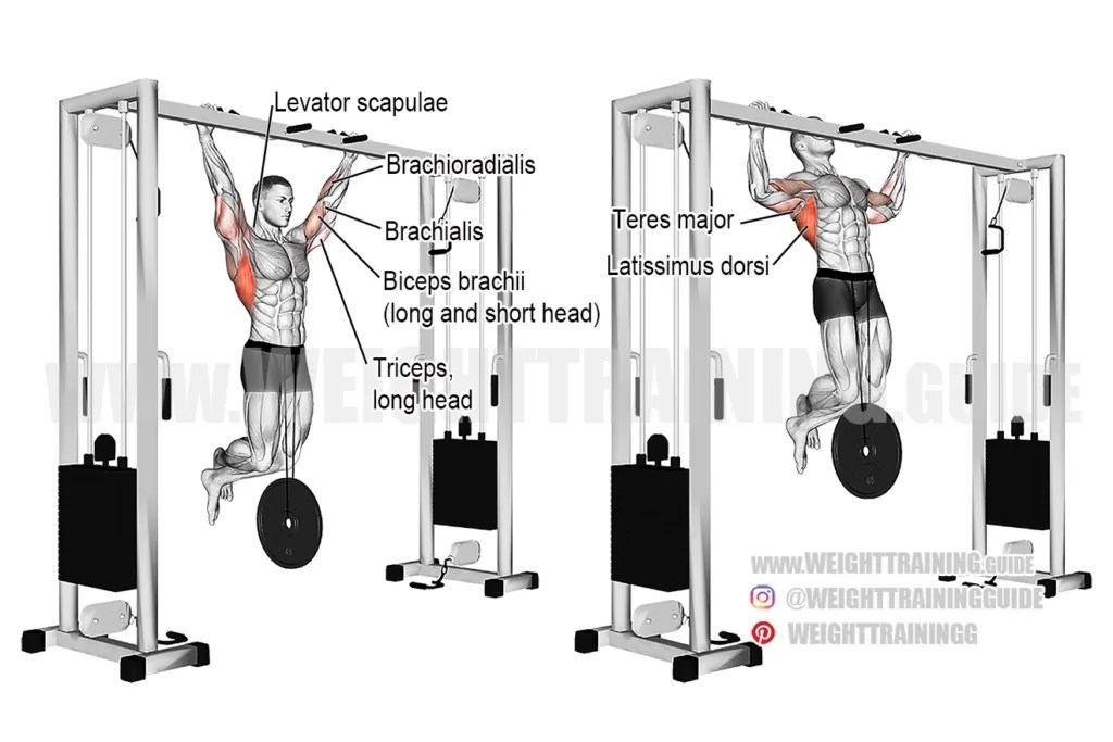 Weighted captain's chair leg and hip raise exercise instructions and video