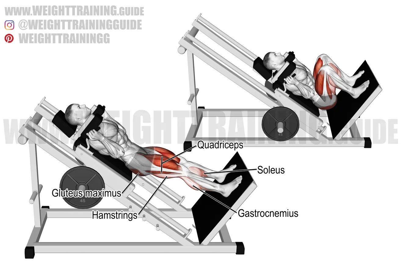 hack squat muscles worked Helping Hand Sincere
