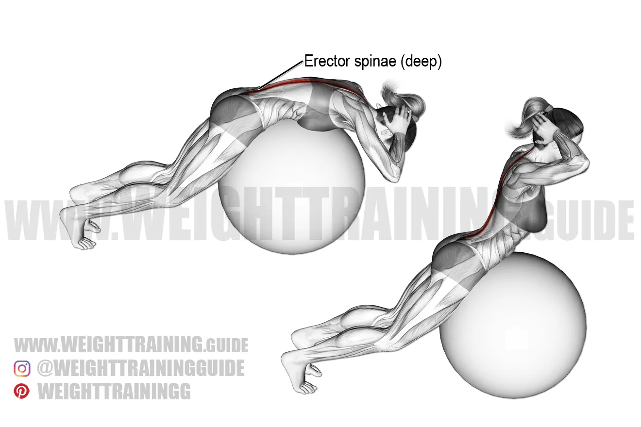 Back extension on stability ball exercise instructions and video
