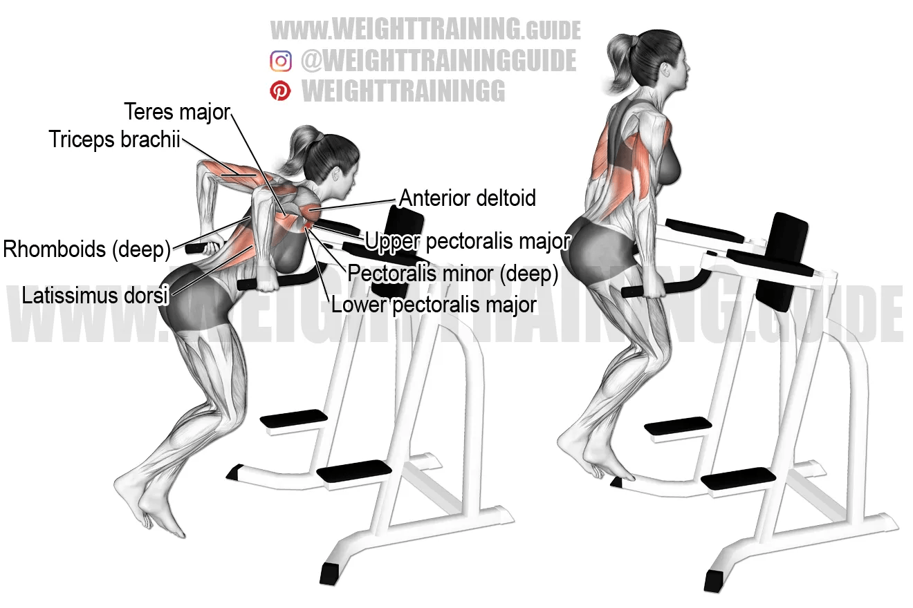 Chest dip exercise instructions and video weighttraining.guide