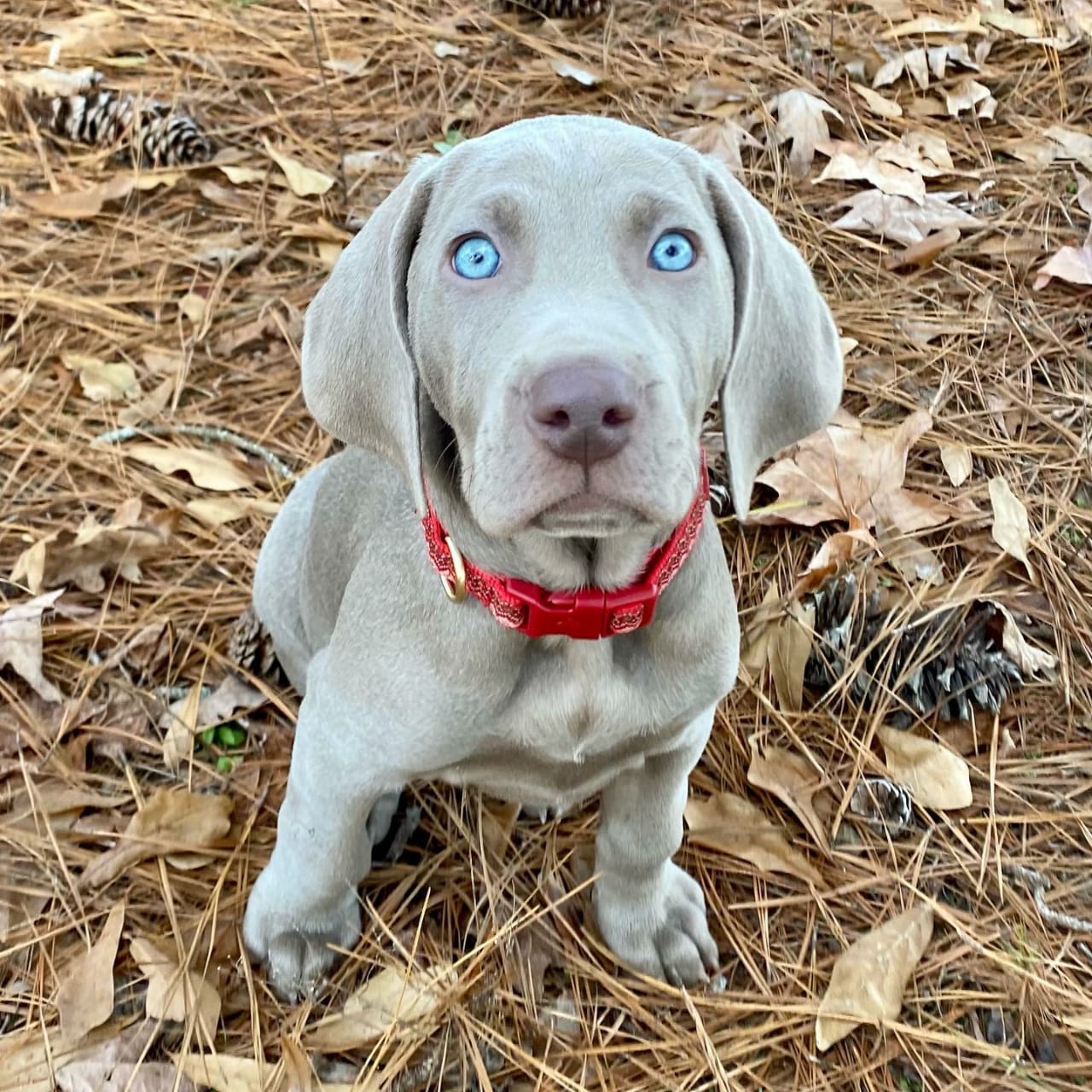 Weimaraner puppies for sale Ohio Weimaraner Puppy's Spot