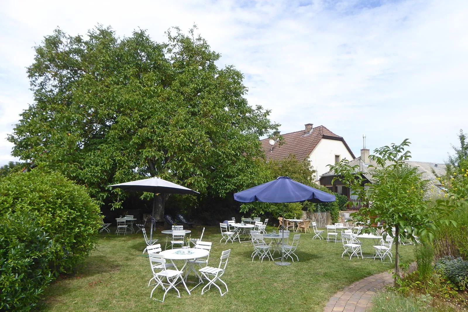 Weingarten bei schönem Wetter Weingut Gebert