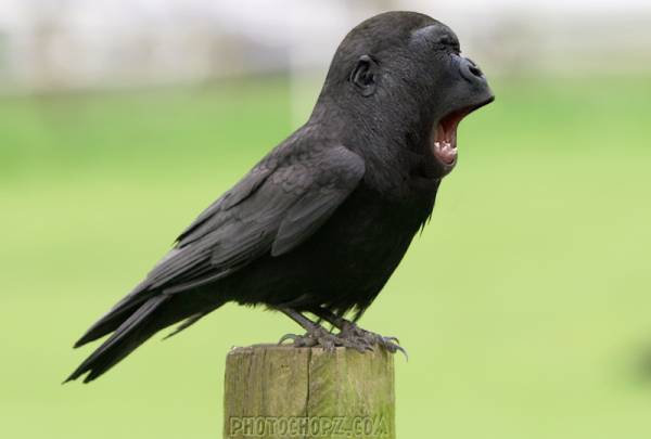 Hybrid Animals Created Through Crossbreeding Weird Cool Dumb