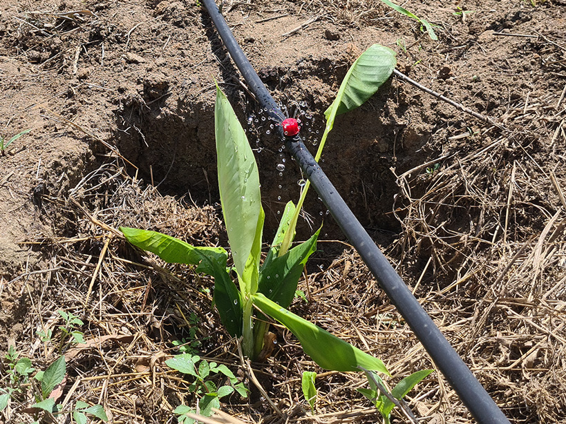 Banana drip irrigation Weis Engineering Ltd