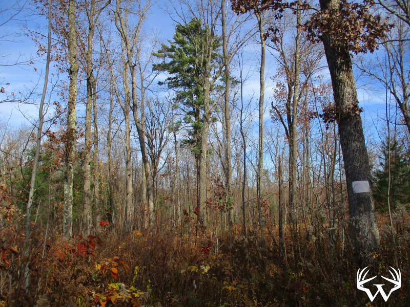 Weiss Realty 18 Acres Washburn County SOLD!!