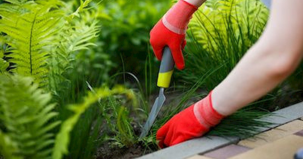Why Weeds Keep Coming Back Custom Weed and Pest Control