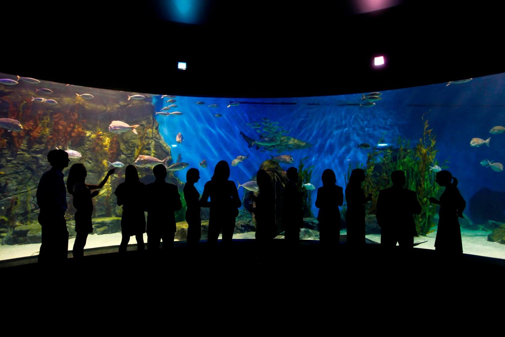 Explore the Melbourne Aquarium After Dark