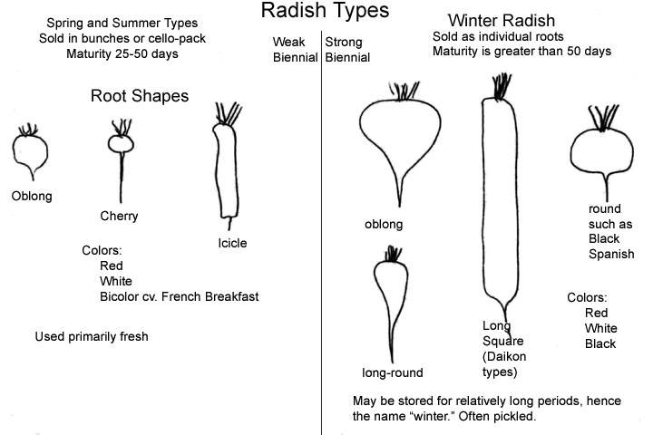 Vegetable Seed Production Radish