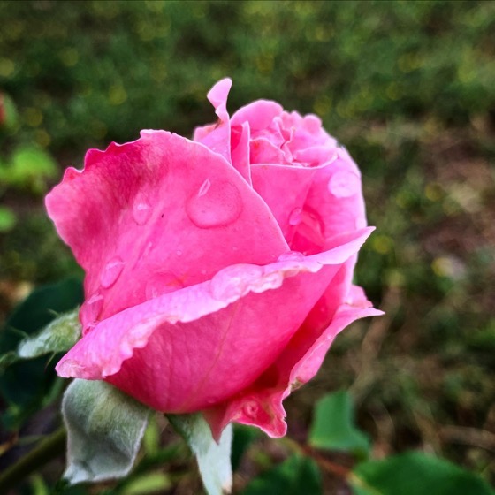 Raindrops on Roses…via Instagram A Gardener's Notebook