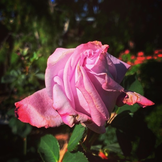 Rosebud in the garden via Instagram A Gardener's Notebook