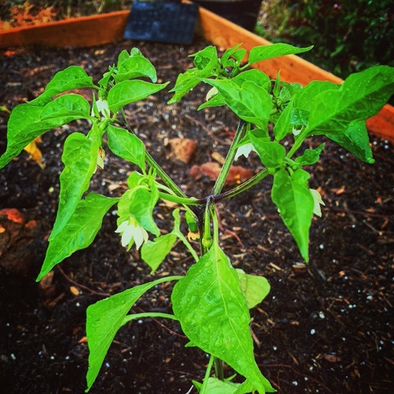 Cayenne Pepper Flowers via Instagram A Gardener's Notebook
