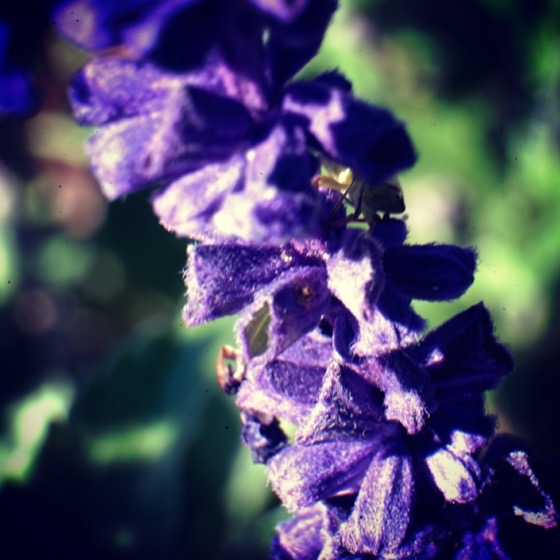 Mexican Sage Flower Macro via Instagram A Gardener's Notebook