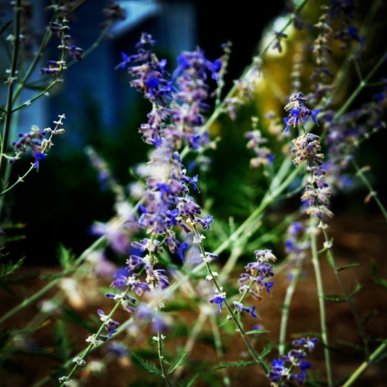 Sage flowers in the neighborhood via Instagram A Gardener's Notebook