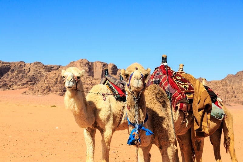 While you will, without a doubt, be uncomfortable at first, riding a camel is not a camels usually have commands, and if you are with a group or on a tour, the camel's master will usually tell you the commands. Where to Ride a Camel in Jordan - Welcome2Jordan