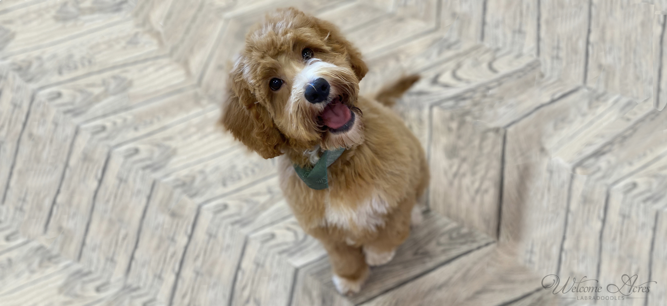 How Much Should I Feed My Labradoodle