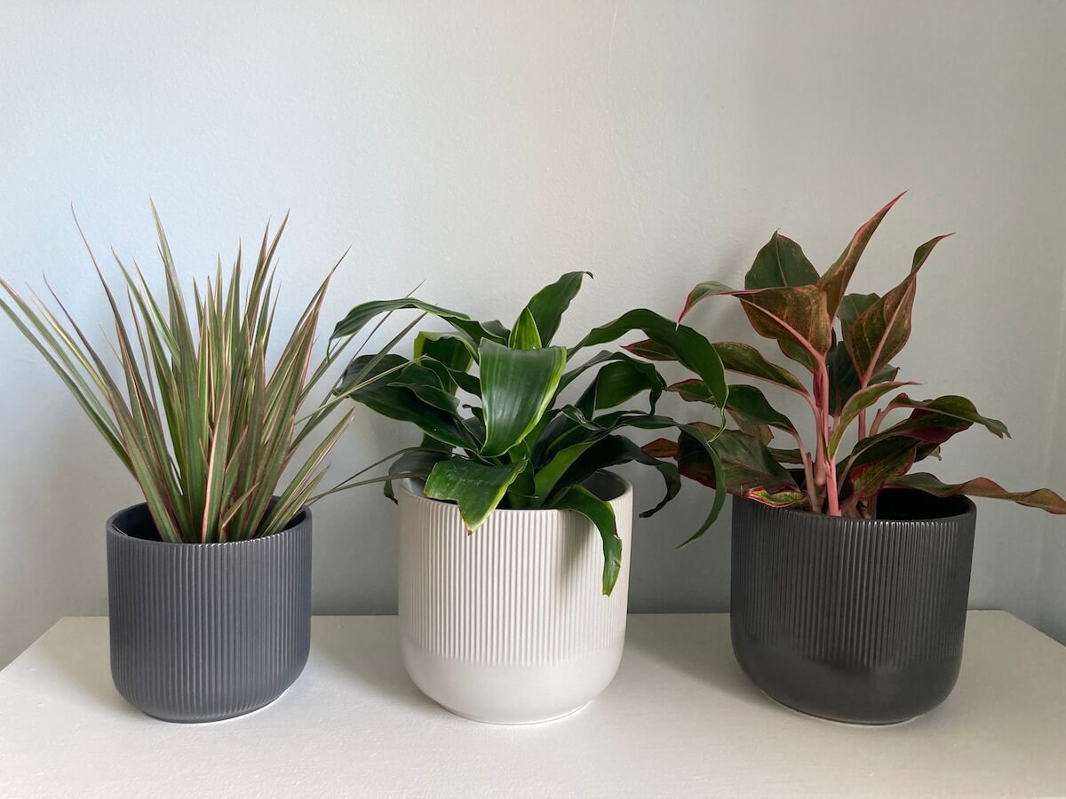 My Favorite Affordable Plant Store Ikea Objects