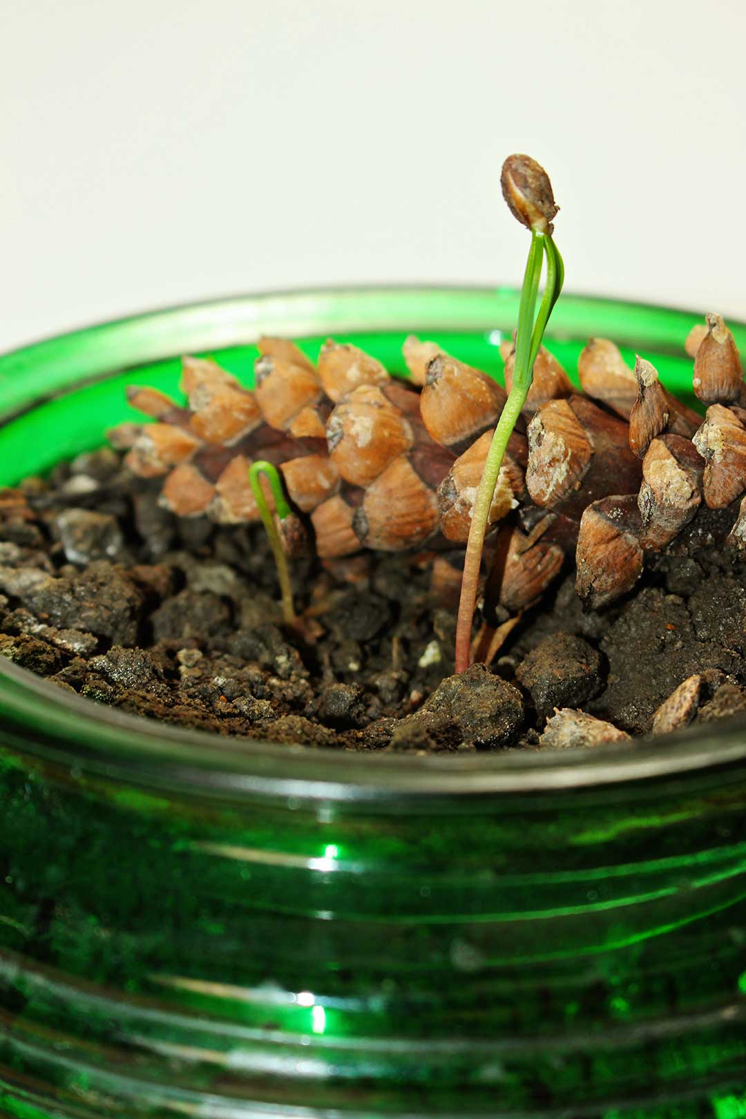 How to Grow a Tree from a Pine Cone To Nana's