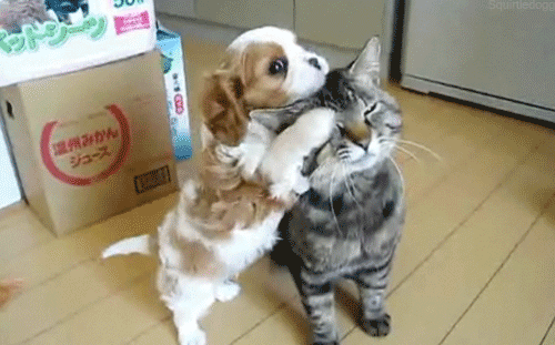 gif amitié chien chat We Like it, le blog d'actualité du web et du buzz