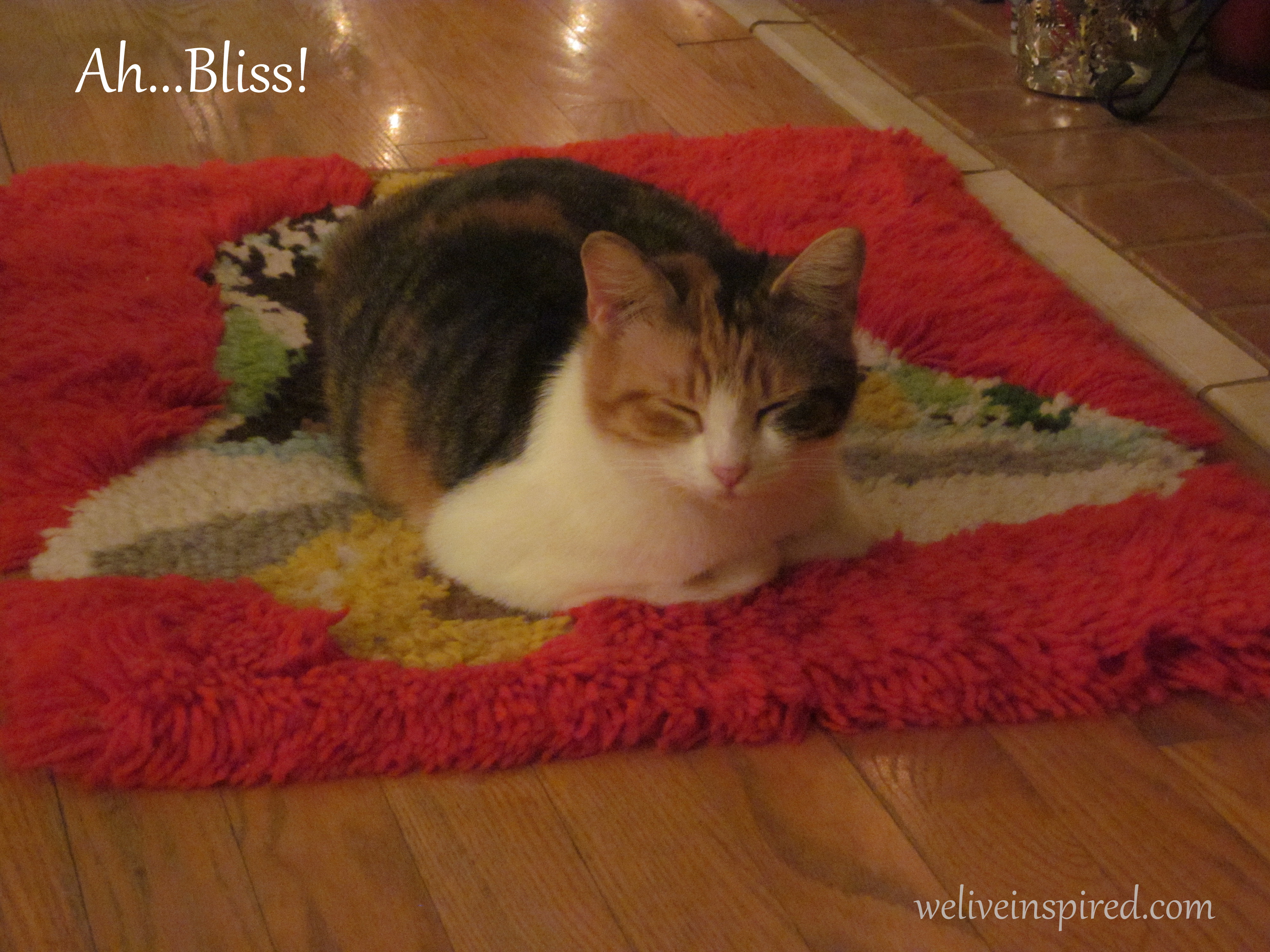 Cat Colony Christmas Photos (Their First Christmas) We Live Inspired!