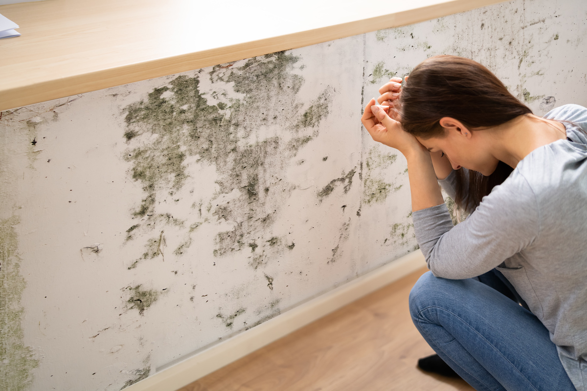 Why Is Mold Dangerous, How to Prevent It, and More