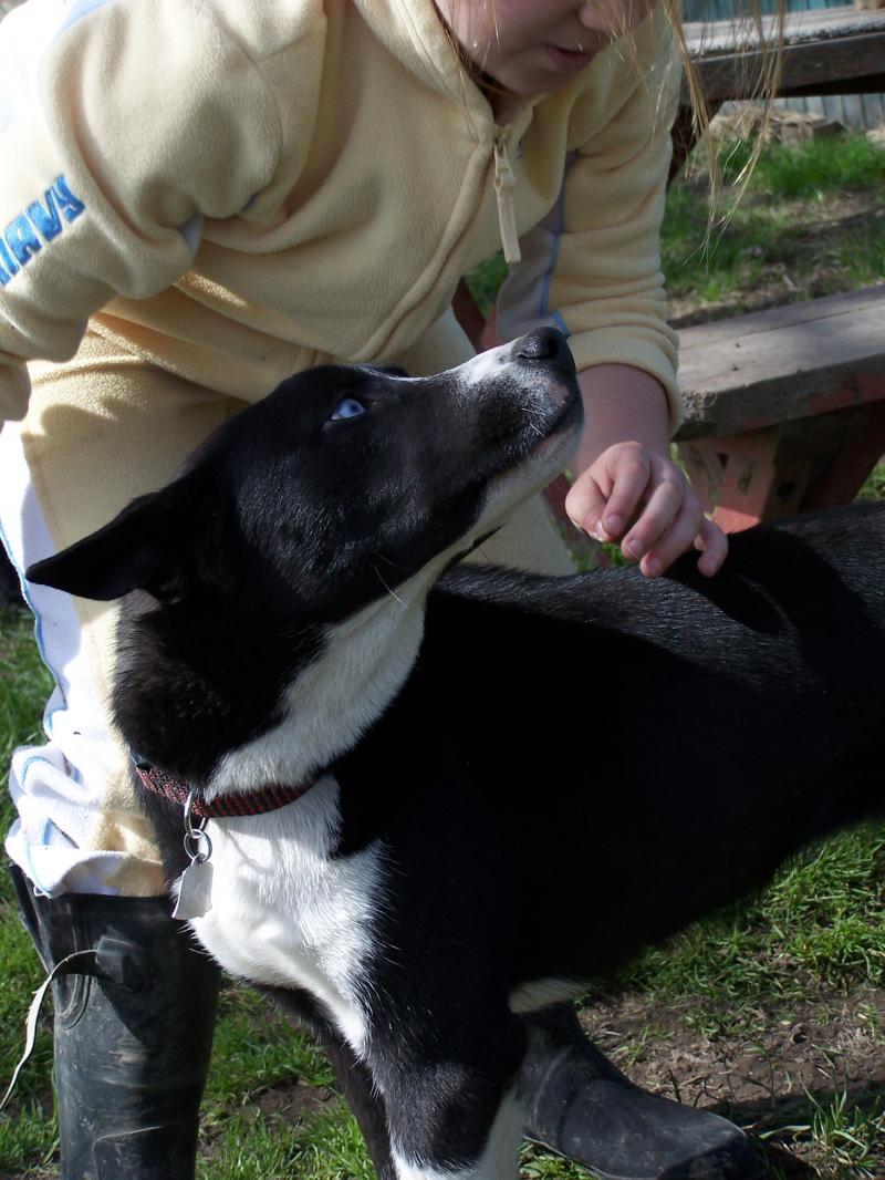 Well Balanced Dogs Training, Rehabilitation & Education