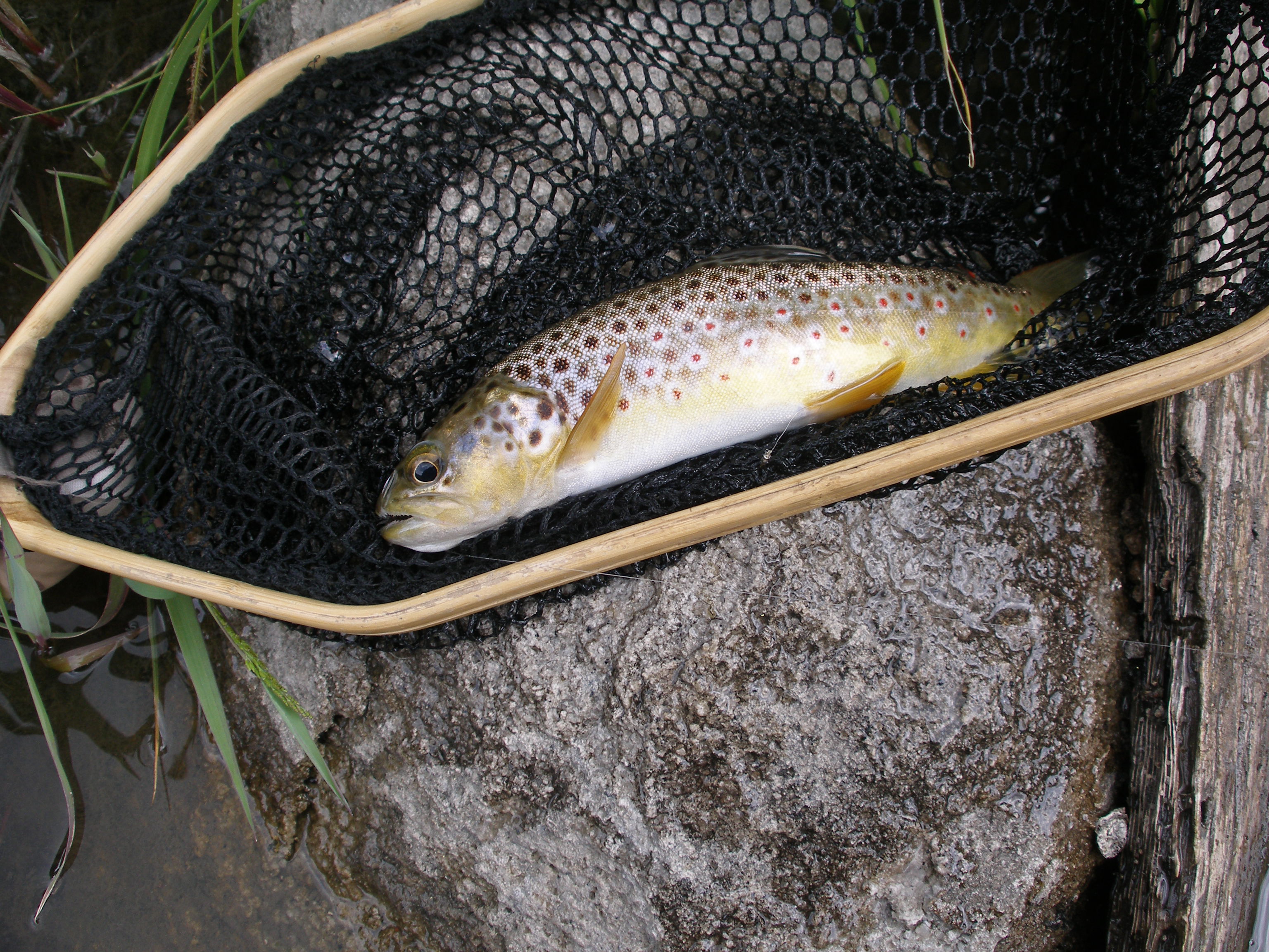 Jemez Creek, East Fork 06/29/2008 Dave Weller's Fly Fishing Blog