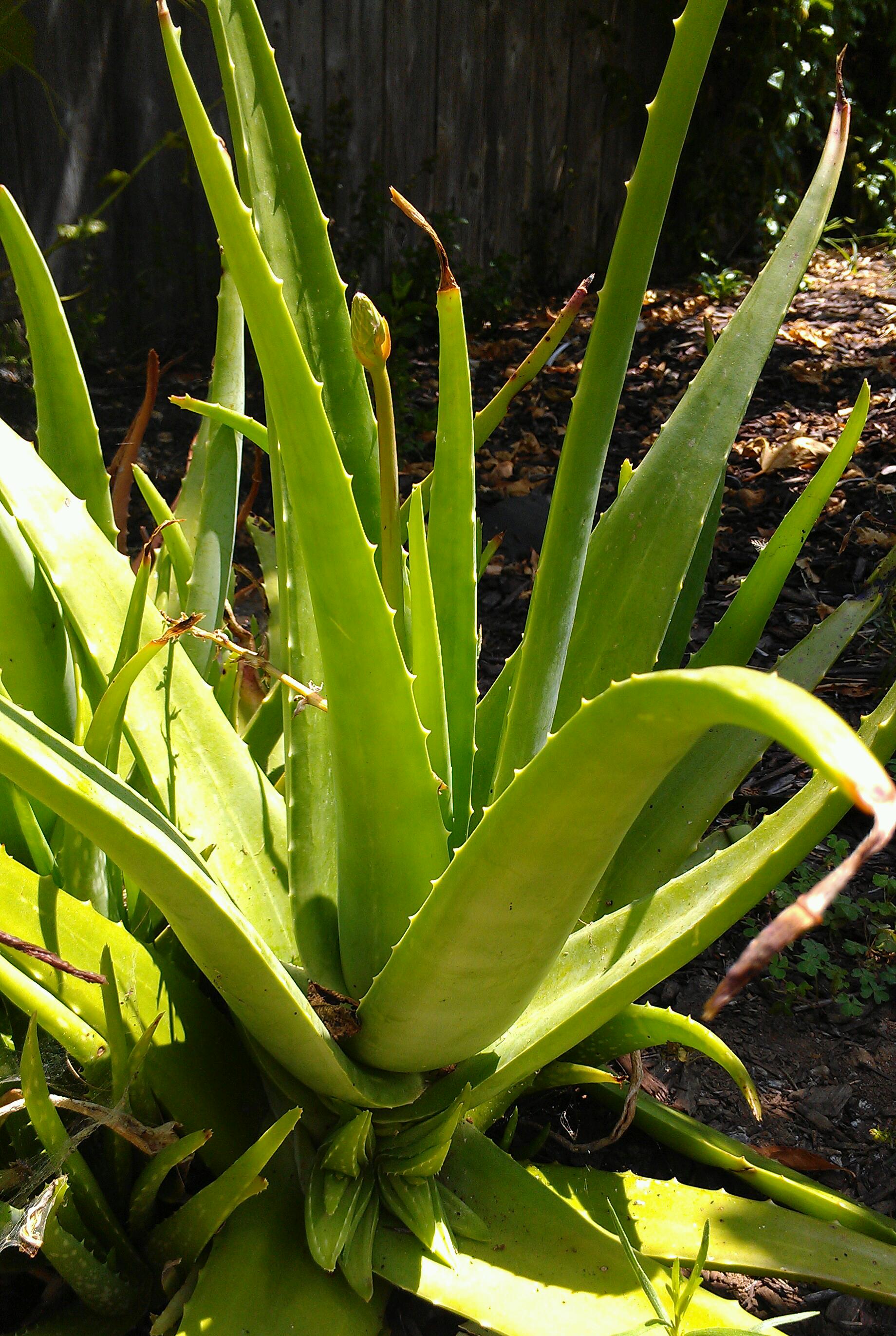 8 Natural Remedies for Sunburns WellGal