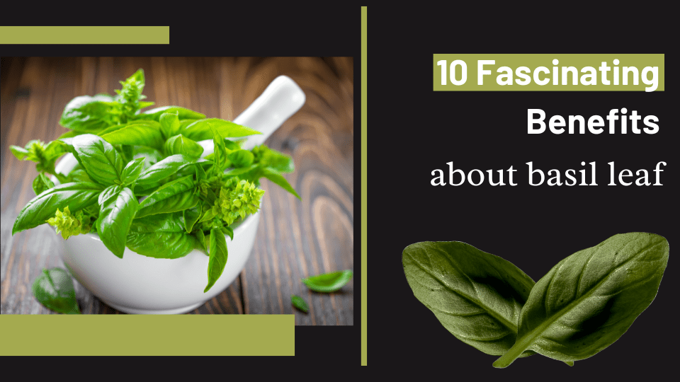 What you need to know about basil leaf 10 Fascinating Benefits