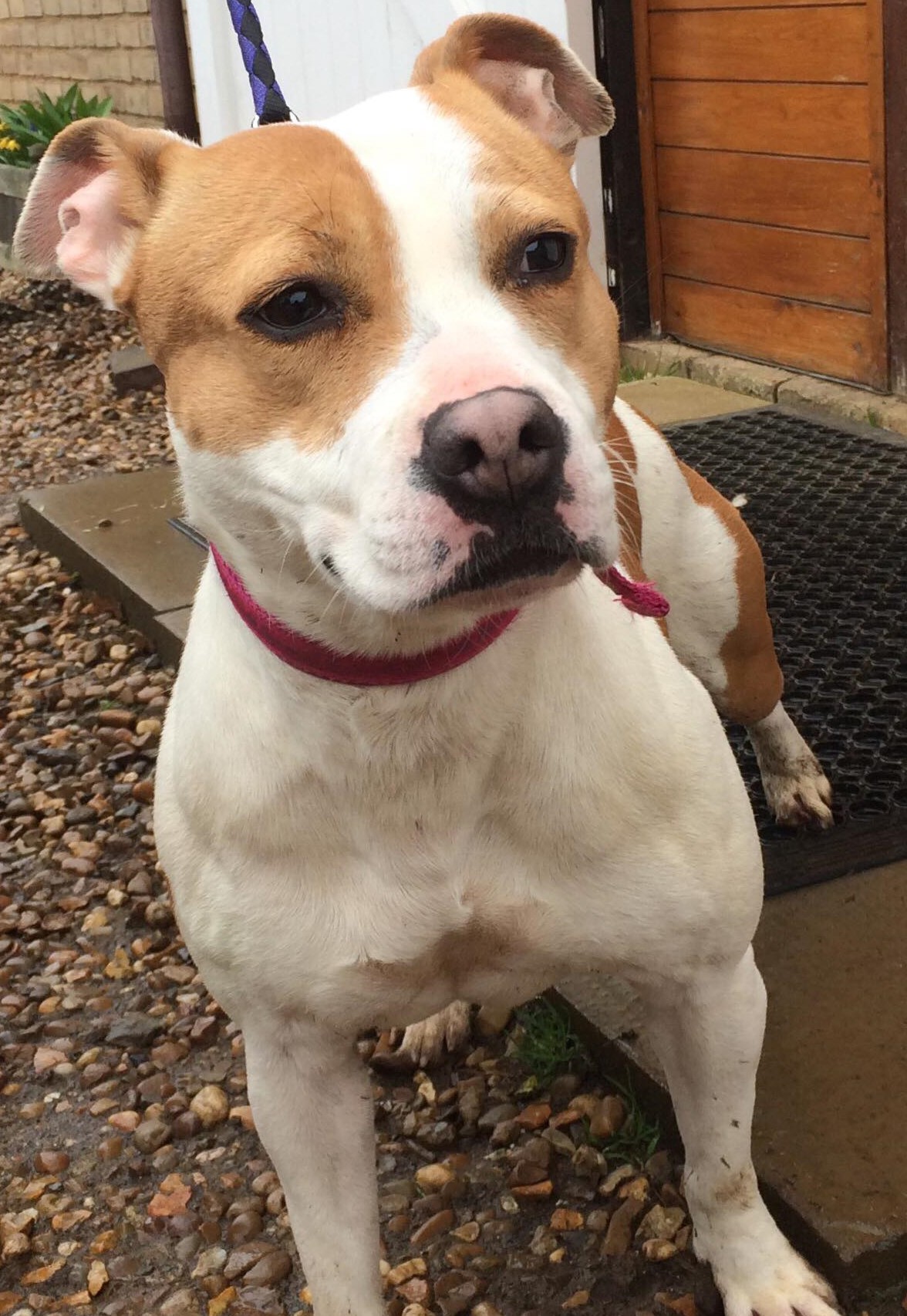 ROXY Staffie X 4 Years Old Wellingborough Dog Welfare (Wellidog)
