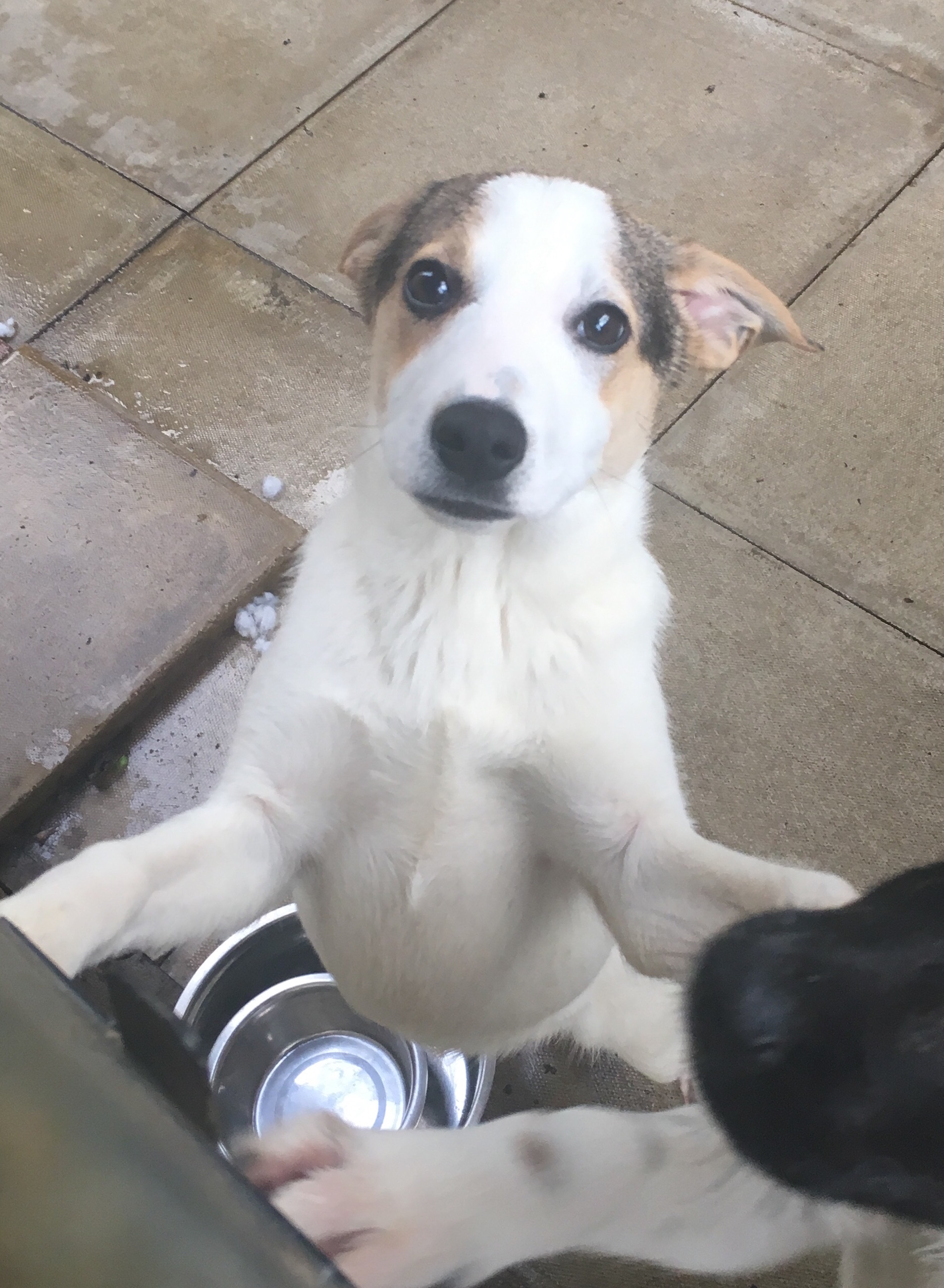 Mia crossbreed 4 months old Wellingborough Dog Welfare (Wellidog)