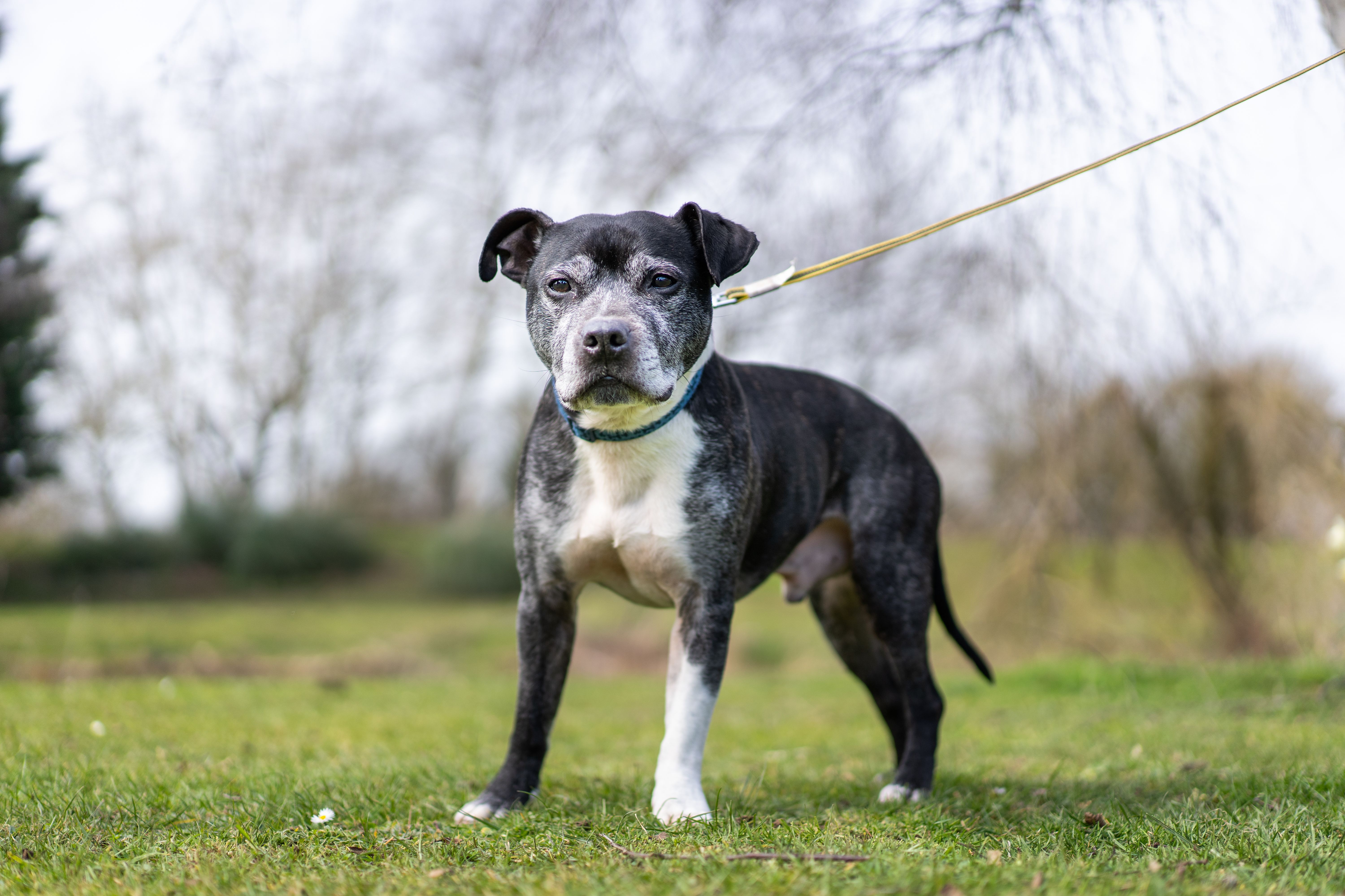 HARLOW STAFFY AROUND 8 YEARS OLD Wellingborough Dog Welfare (Wellidog)