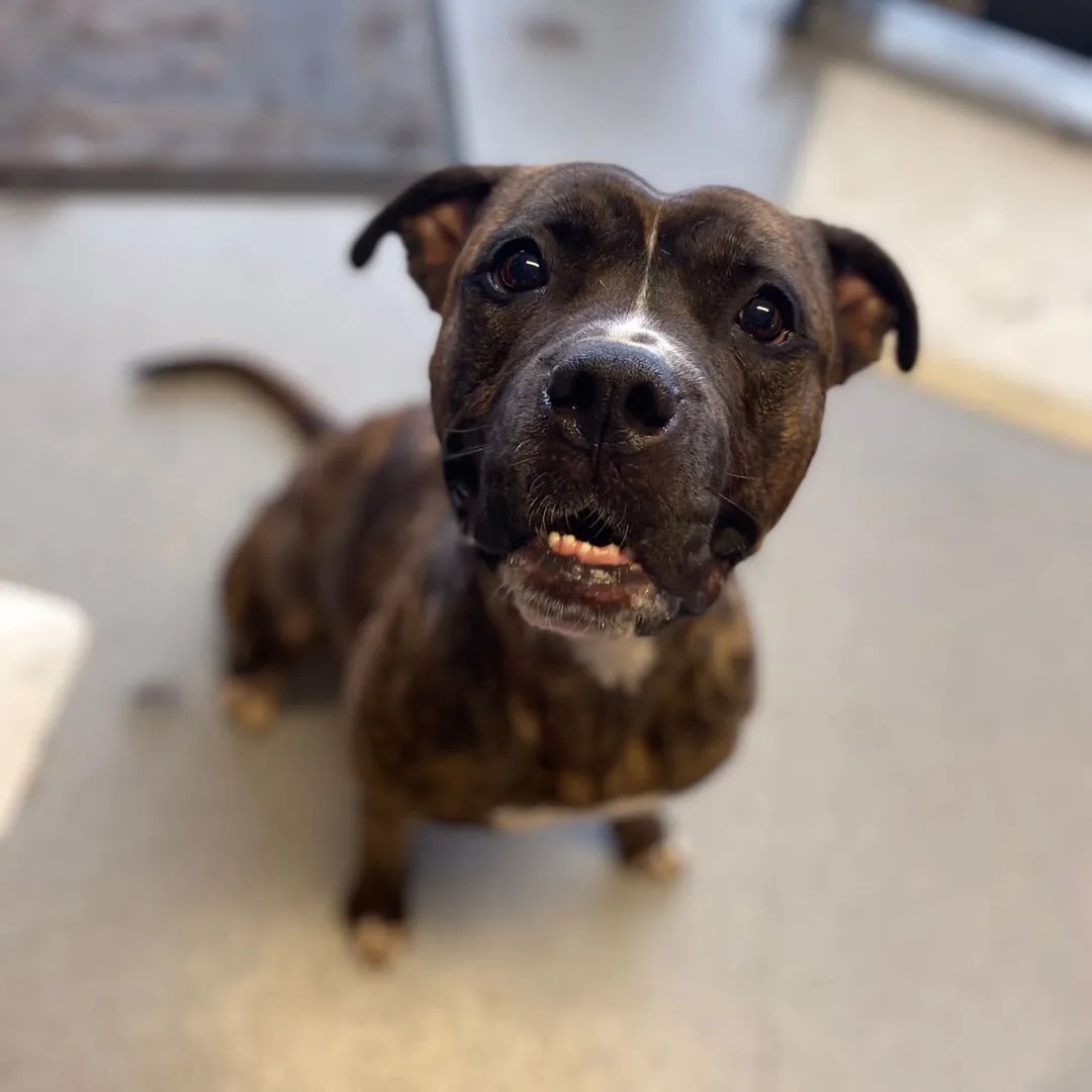 TIGGY STAFF X AROUND 3/4 YEARS OLD Wellingborough Dog Welfare