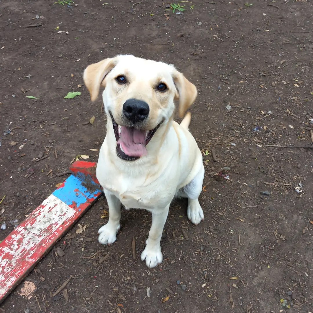 PEACHES LABRADOR 9 MONTHS OLD Wellingborough Dog Welfare (Wellidog)