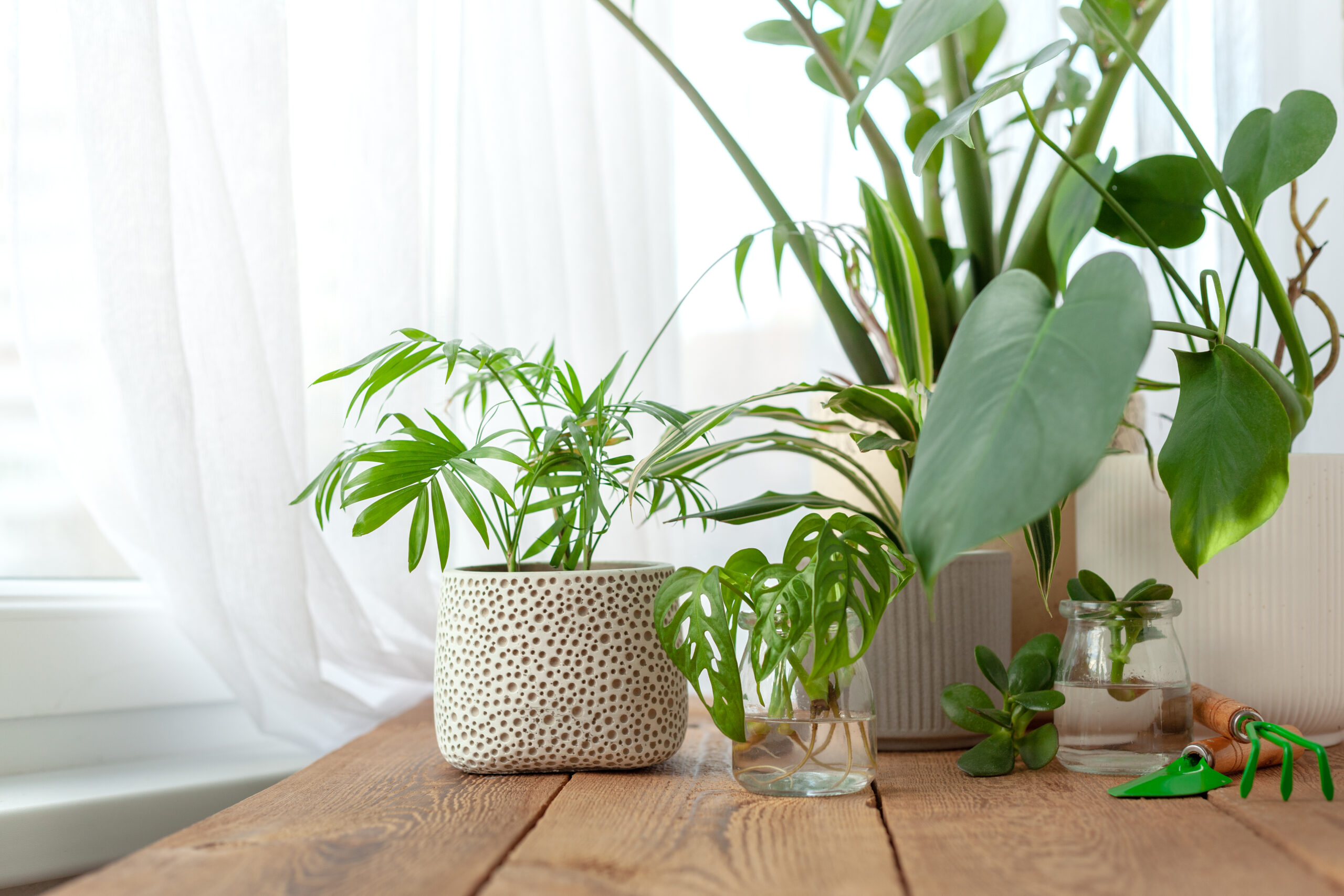 Can Plants Improve Indoor Air Quality? I Wellmann