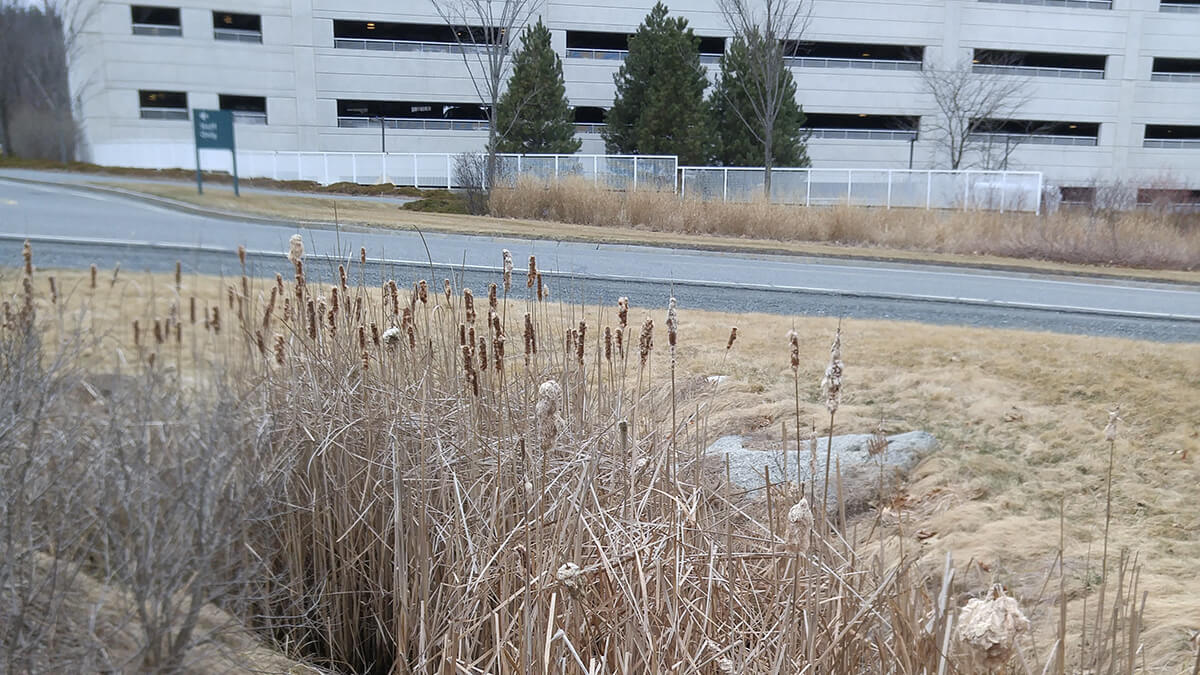 Landscape Design Lebanon, NH DartmouthHitchcock Medical Center