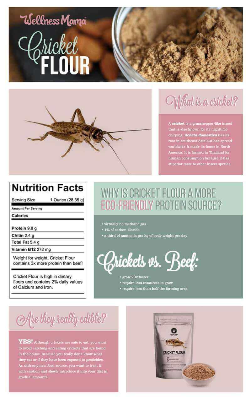 Cricket Flour A Healthier High Protein Flour (Would You Try It?)