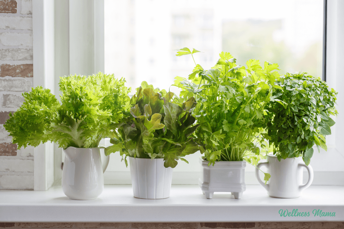 How to do Apartment Gardening (Even in Tiny Spaces)