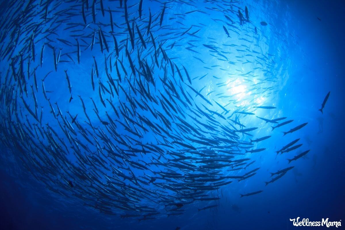 Heavy Metals in Fish & Seafood Should We Be Worried?