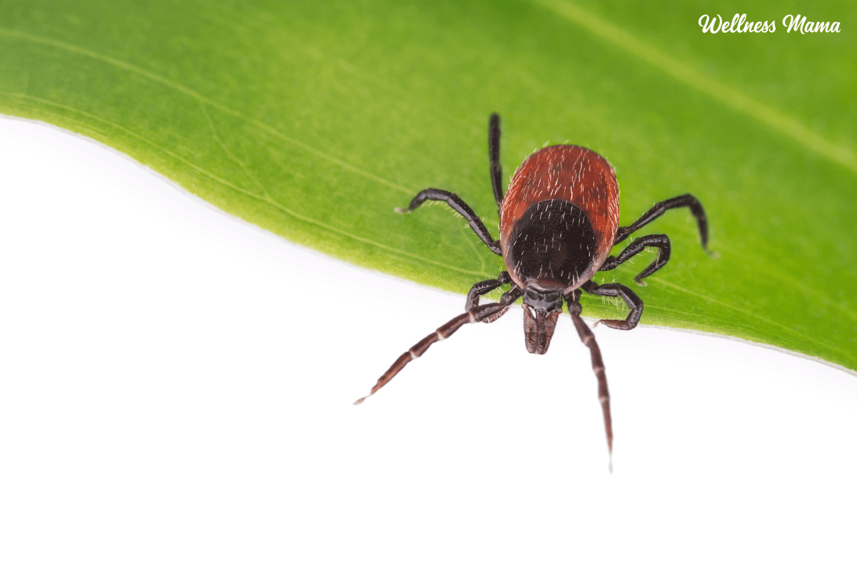 Lyme Disease What it is and Natural Treatments