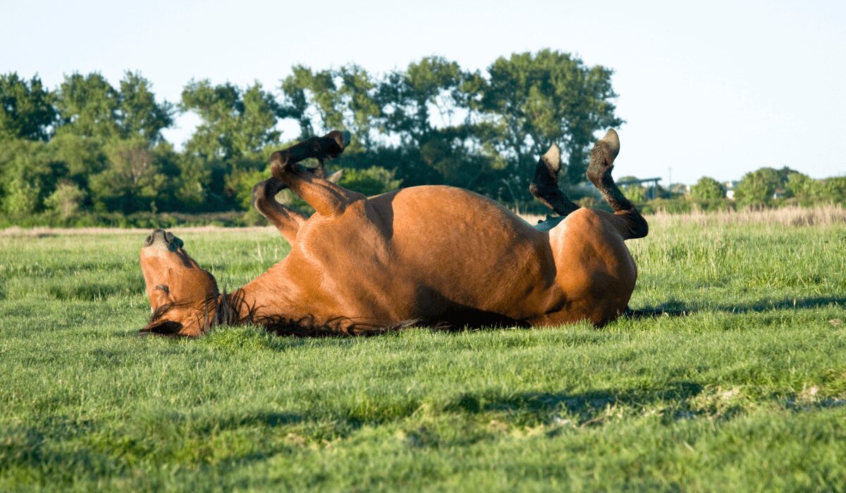 How do Horses Sleep Wellness Voice