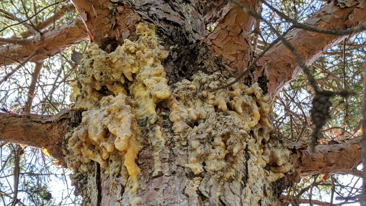 Pine pitch moth signs Emporia Kansas