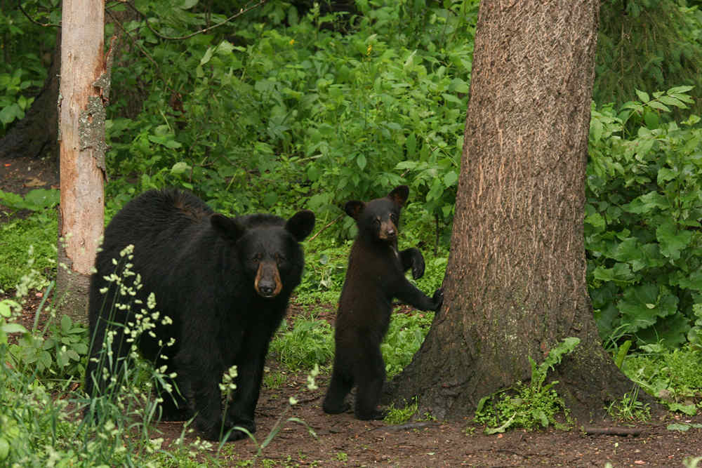 Black Bears in Arkansas Wellons Land