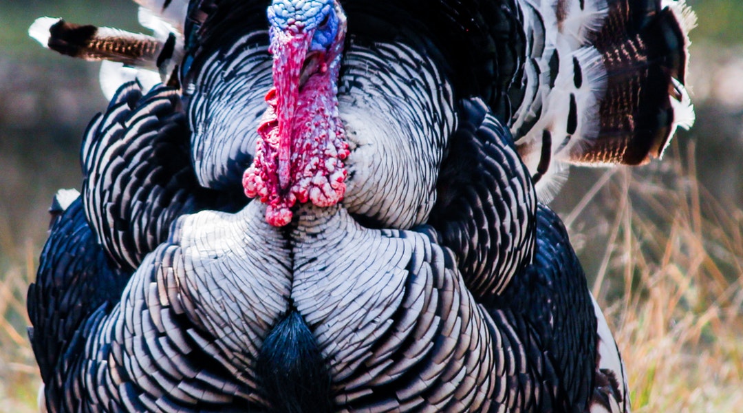 Five Turkey Hunting Tips For Beginners Wellons Real Estate