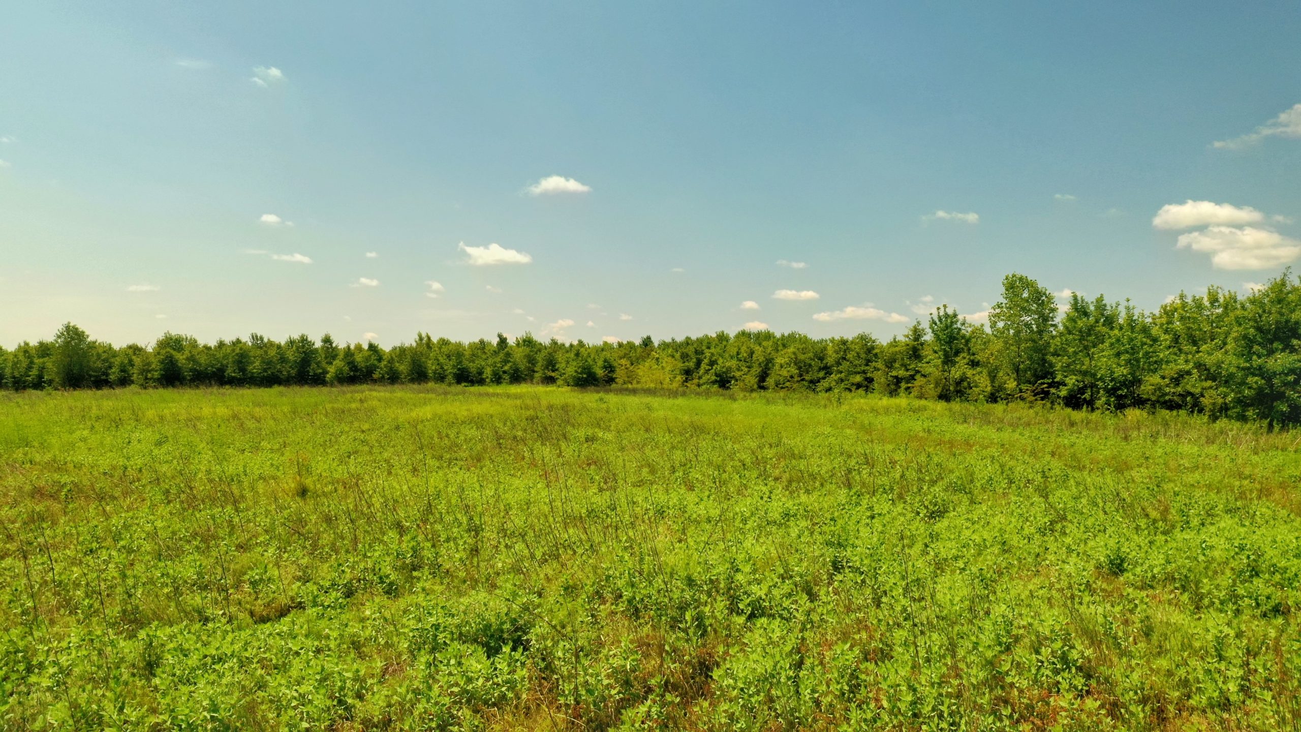 Bee Bayou Preserve Wellons Land
