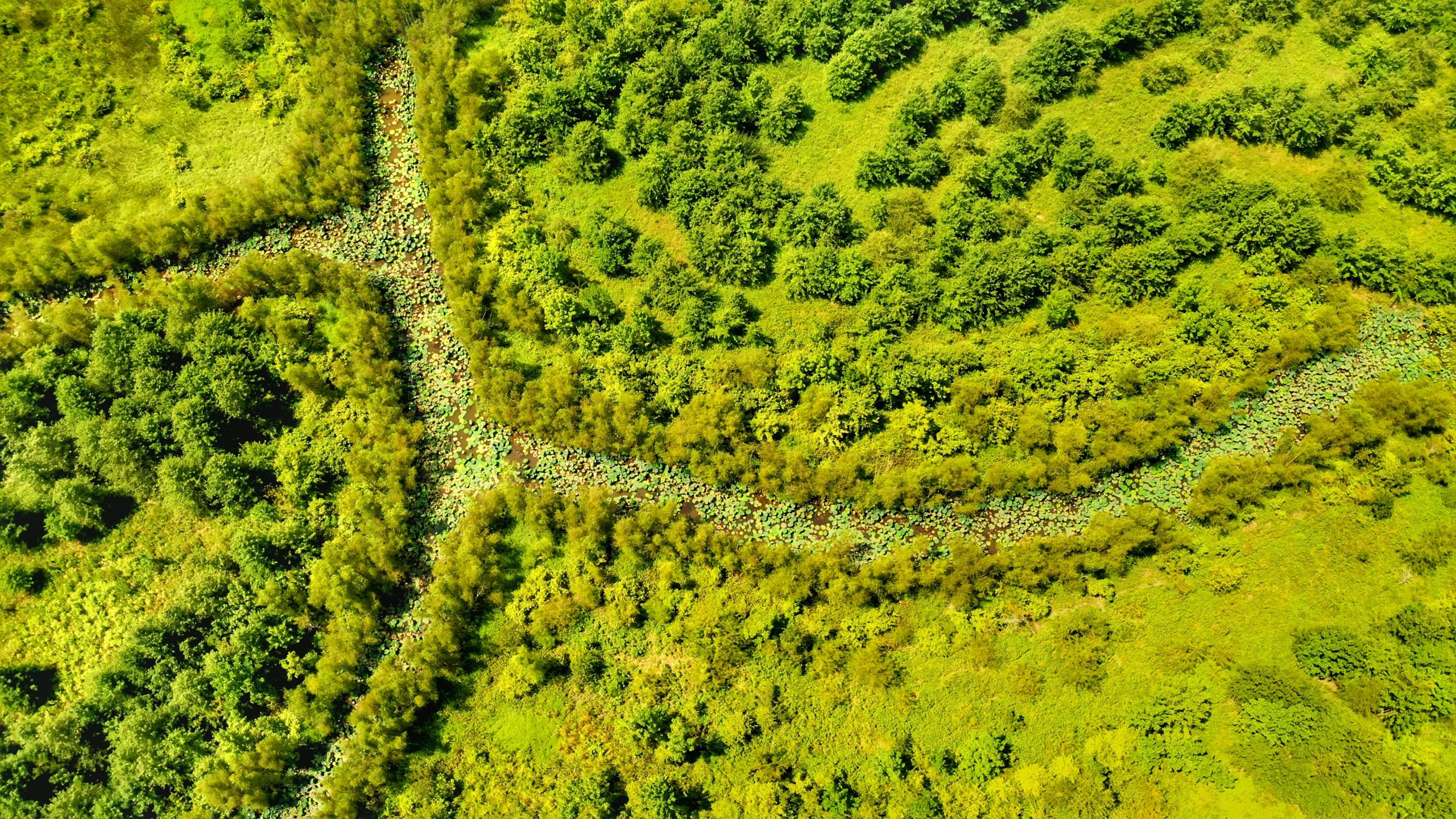 Bee Bayou Preserve Wellons Land
