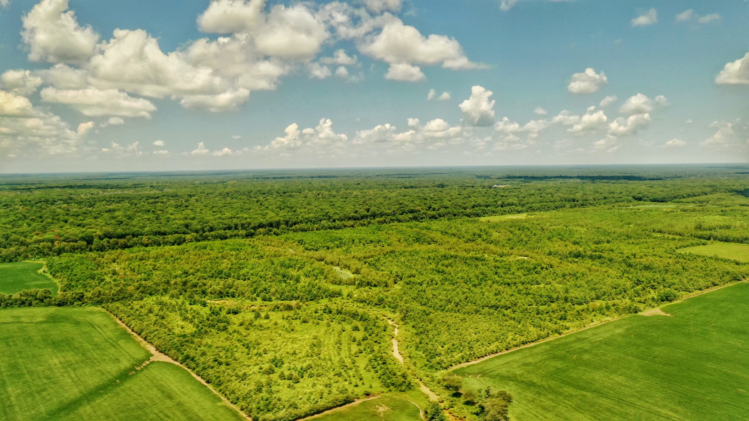 Bee Bayou Preserve Wellons Land
