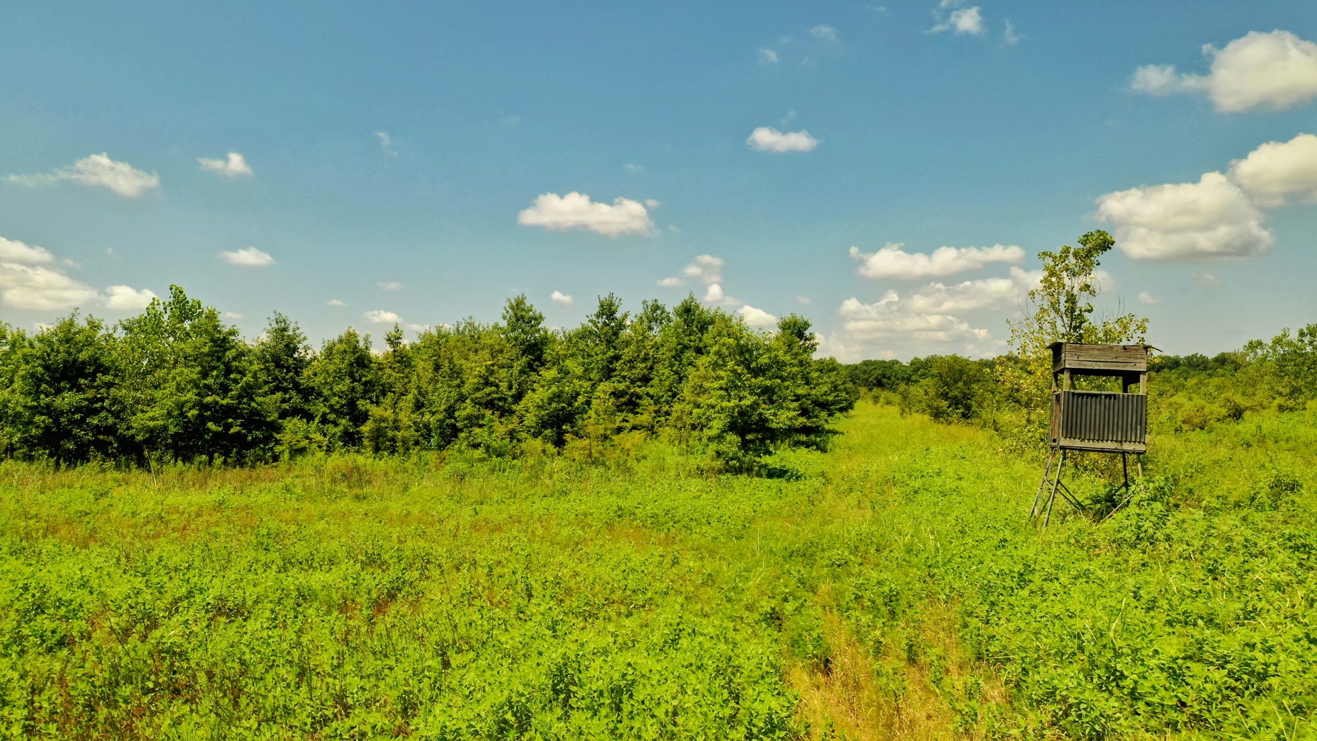Bee Bayou Preserve Wellons Land