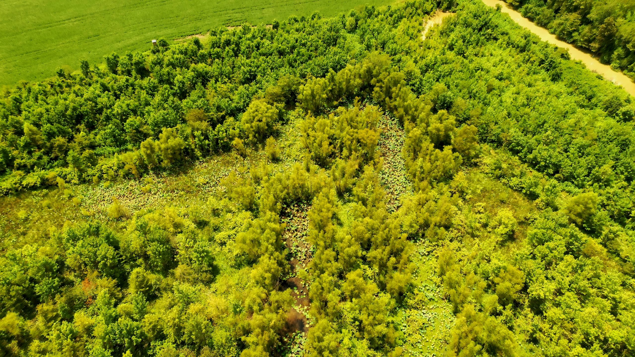 Bee Bayou Preserve Wellons Land