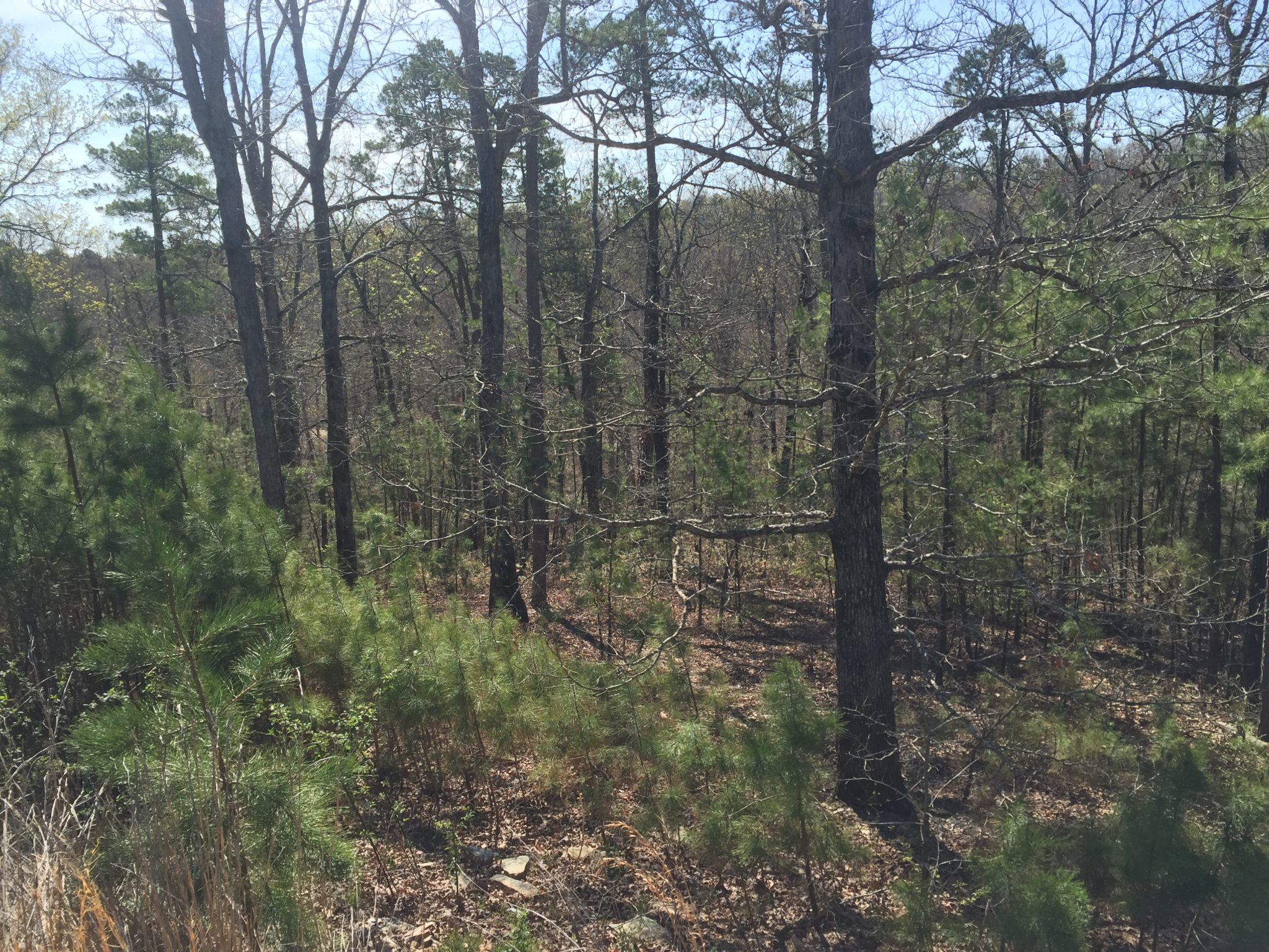 Wildlife, Hunting, and Recreation Development Projects Wellons Land