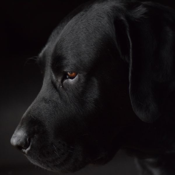 End Of Life Pet Care In Denver, CO Wellshire Animal Hospital